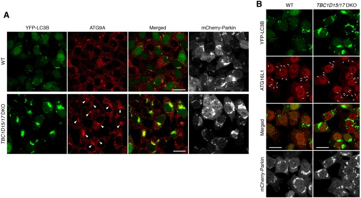 Figure 4—figure supplement 1.