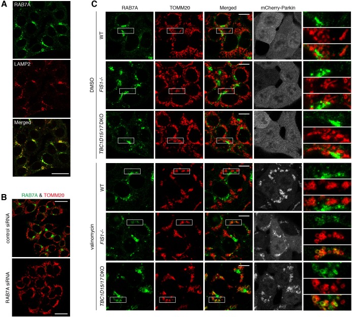 Figure 1—figure supplement 2.