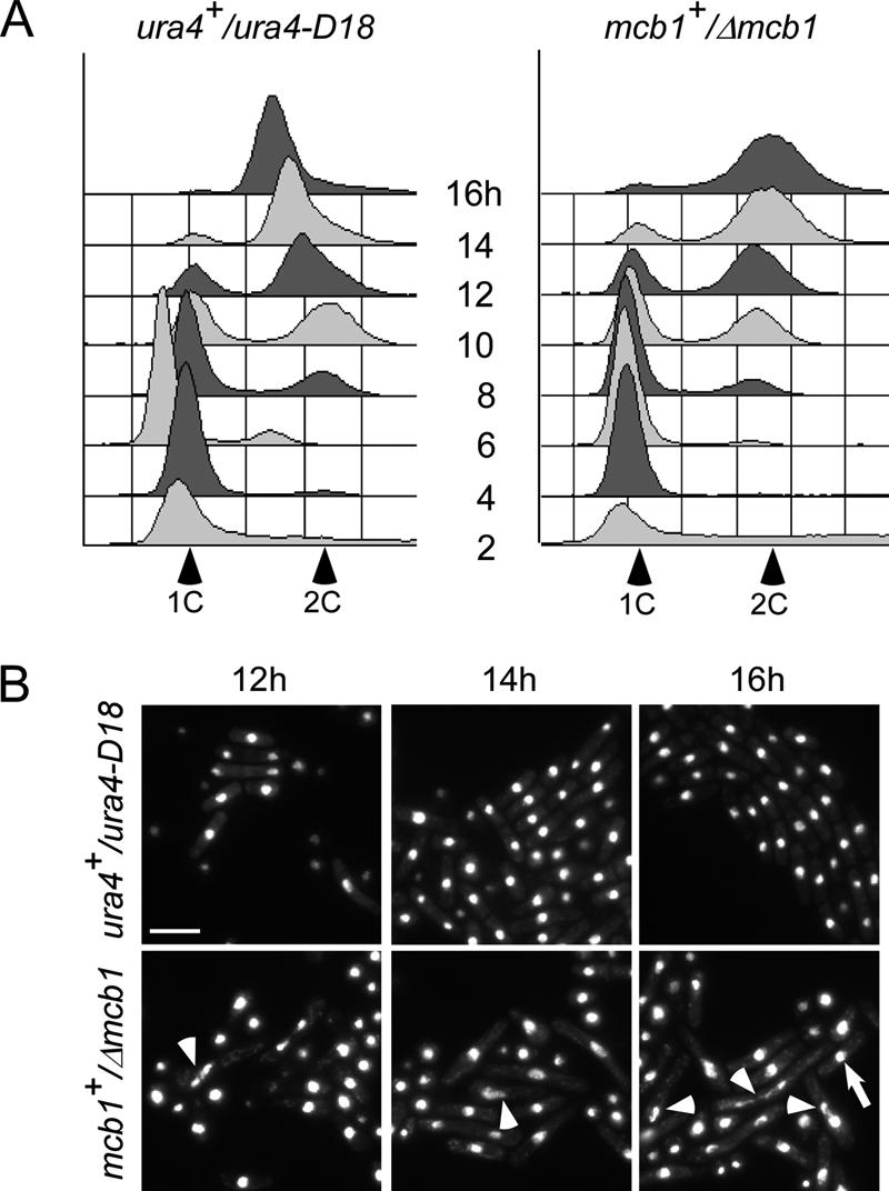 FIGURE 1.