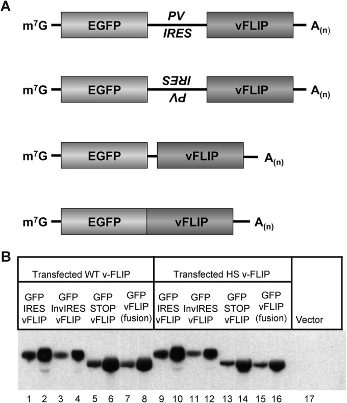 FIG 6