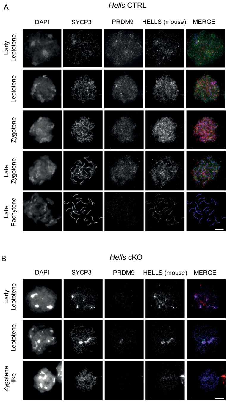 Figure 2—figure supplement 5.