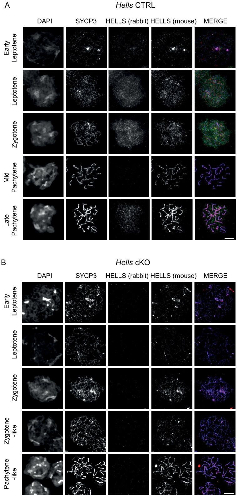 Figure 2—figure supplement 3.