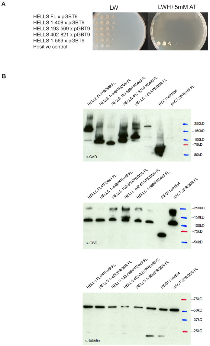 Figure 1—figure supplement 1.