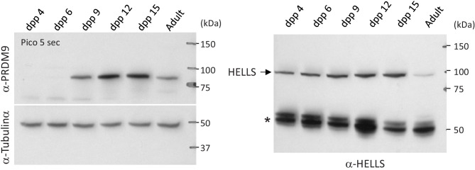 Figure 2—figure supplement 2.