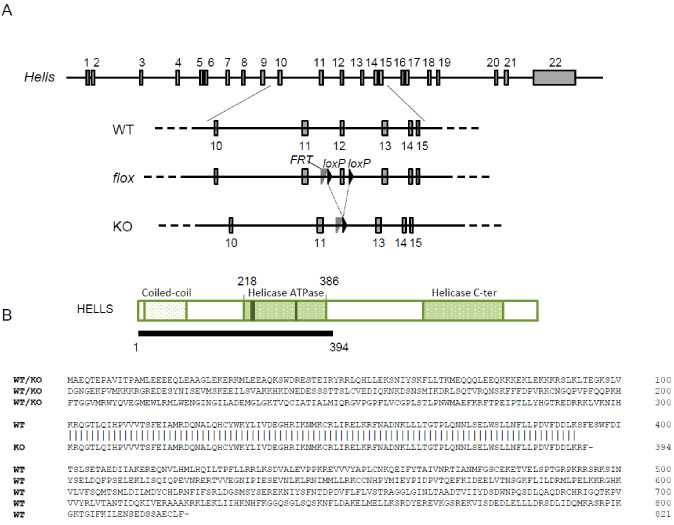 Figure 2—figure supplement 1.