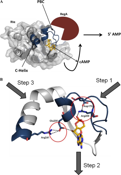 Fig. 10.