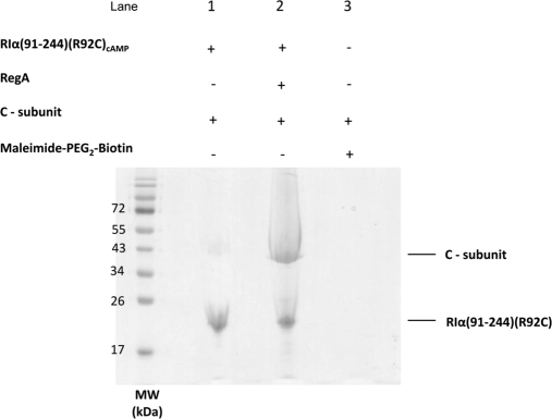 Fig. 9.