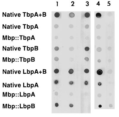 FIG. 5