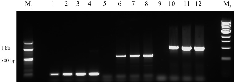 Figure 2: