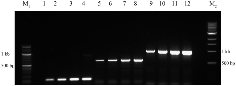 Figure 4: