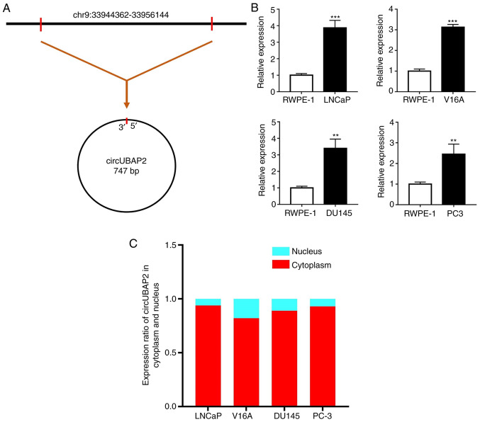 Figure 1.