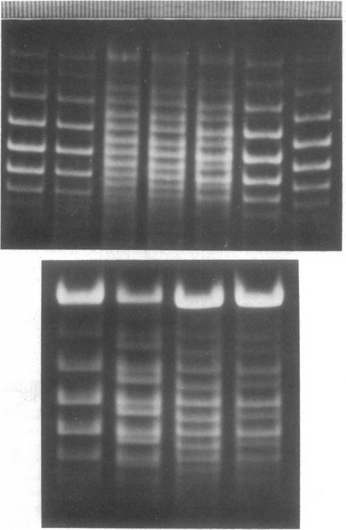 graphic file with name pnas00001-0210-a.jpg