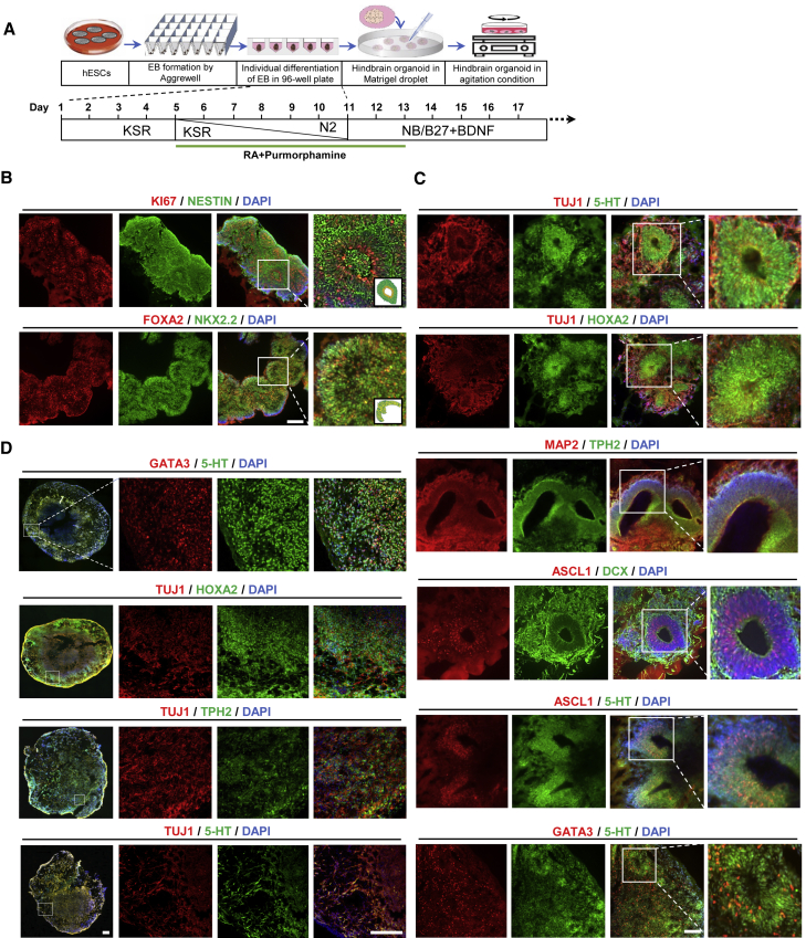 Figure 4