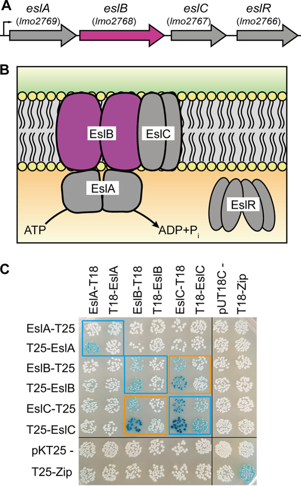 FIG 1