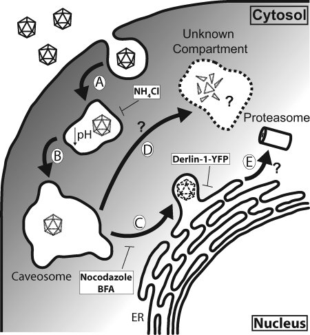 FIG. 8.