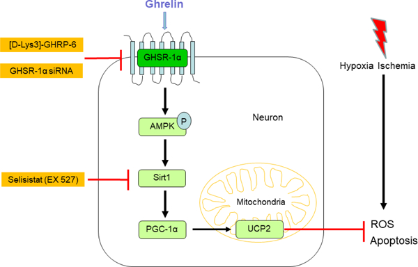 graphic file with name nihms-1533854-f0001.jpg