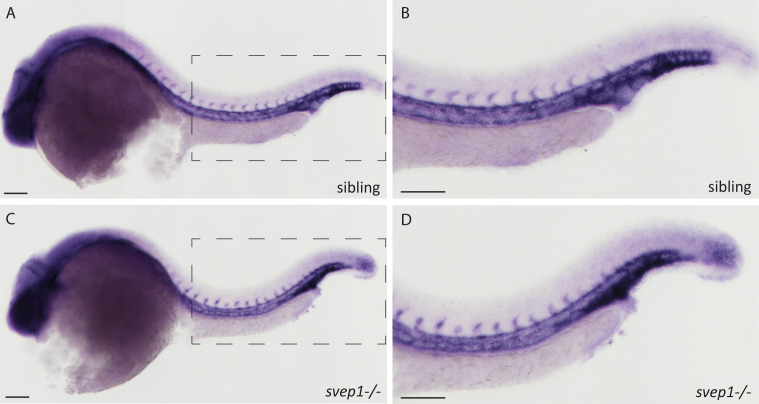 Figure 7—figure supplement 2.