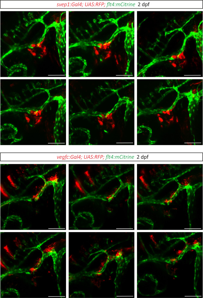 Figure 1—figure supplement 3.