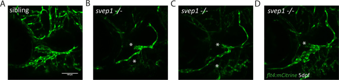 Figure 1—figure supplement 1.