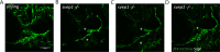 Figure 1—figure supplement 1.