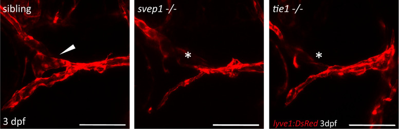 Figure 3—figure supplement 1.