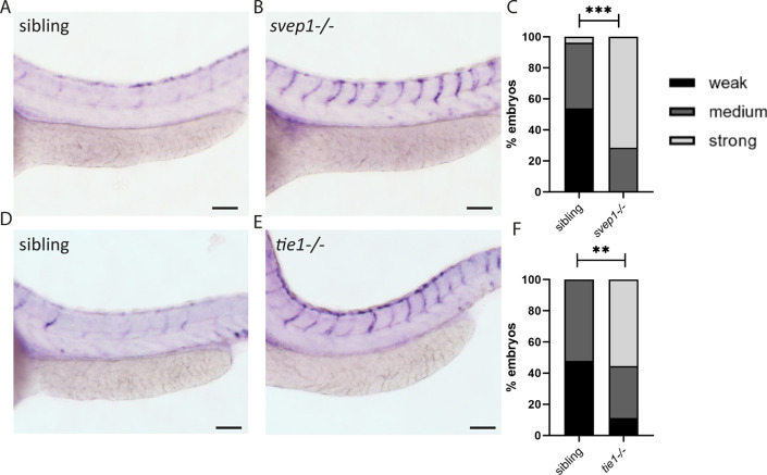 Figure 5—figure supplement 3.