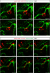Figure 1—figure supplement 3.