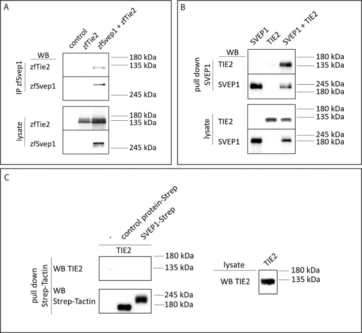 Figure 8—figure supplement 1.