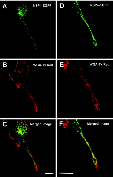 FIG. 8.