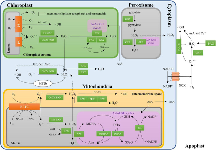 FIGURE 1