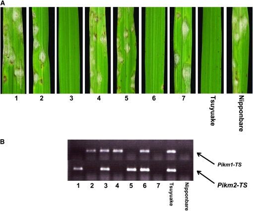 Figure 2.—