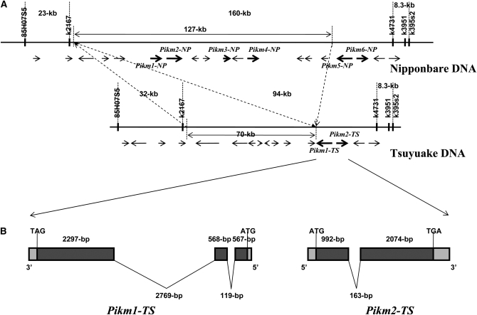 Figure 1.—