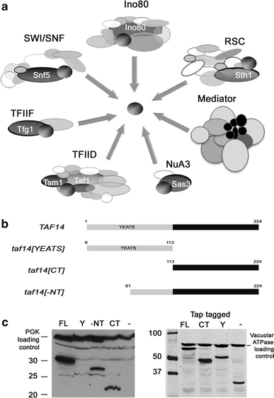 Fig. 1