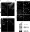 Fig 8