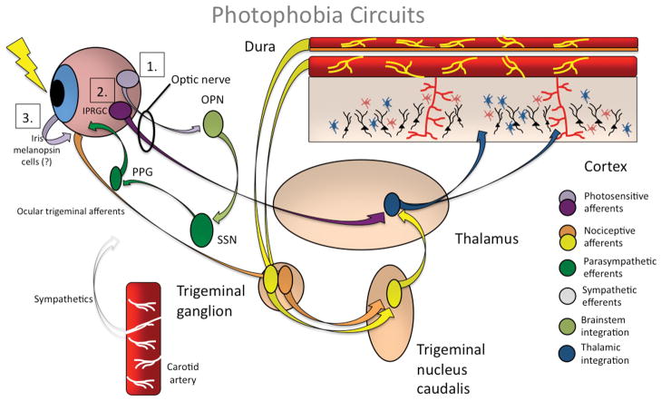 FIGURE 1