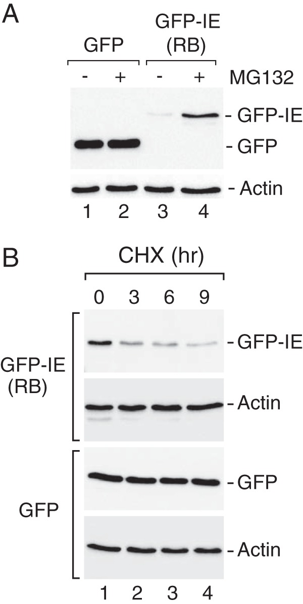 FIGURE 5.