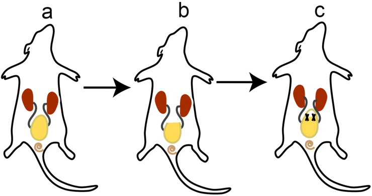 Fig. 2