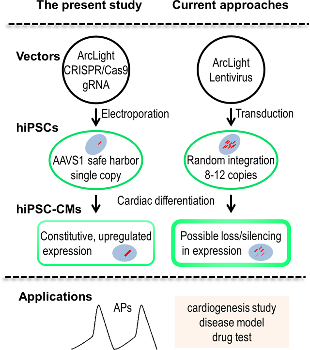 graphic file with name nihms-1590257-f0001.jpg