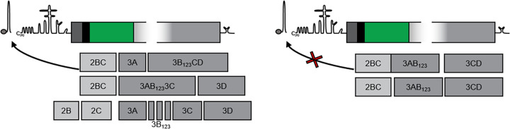 FIG 8