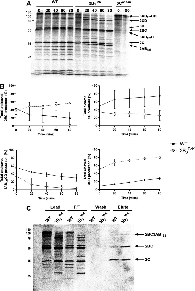 FIG 2