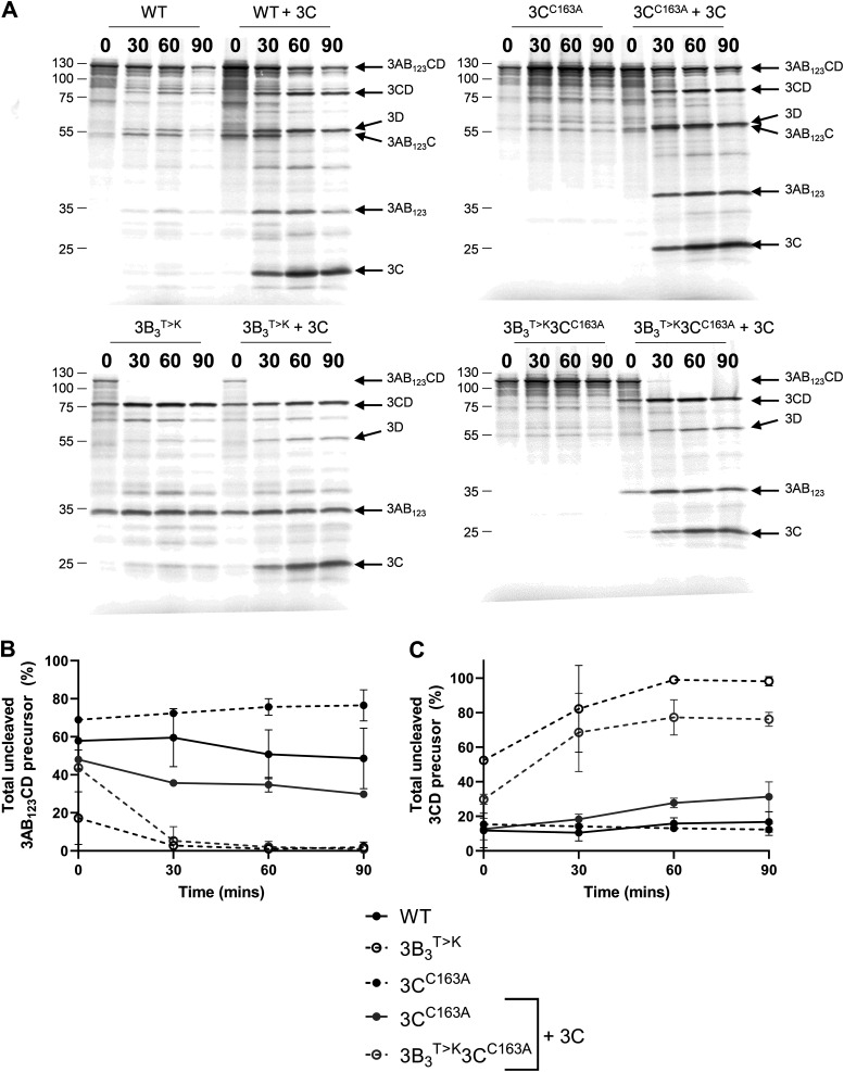 FIG 3