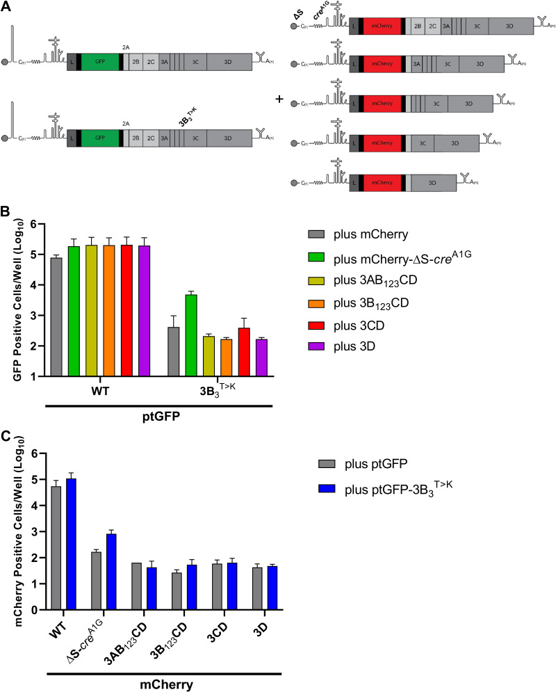 FIG 6