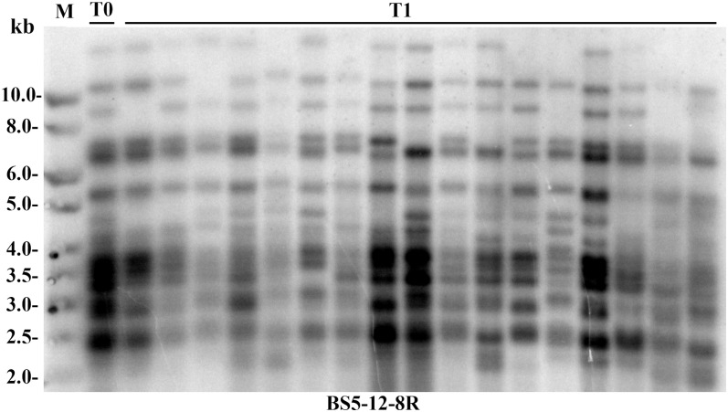 Figure 5.