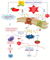 Graphical Abstract