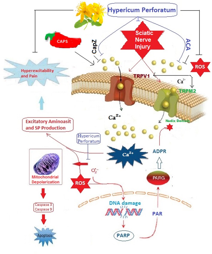 Graphical Abstract