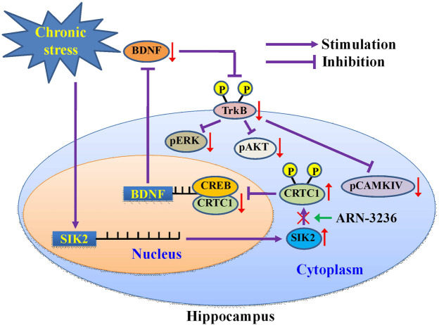 FIGURE 13