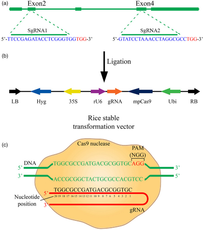 Figure 6