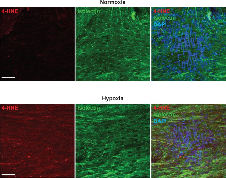 Figure 3—figure supplement 1.