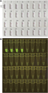 FIGURE 4