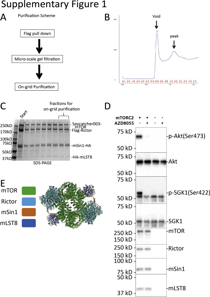 Supplementary Figure 1